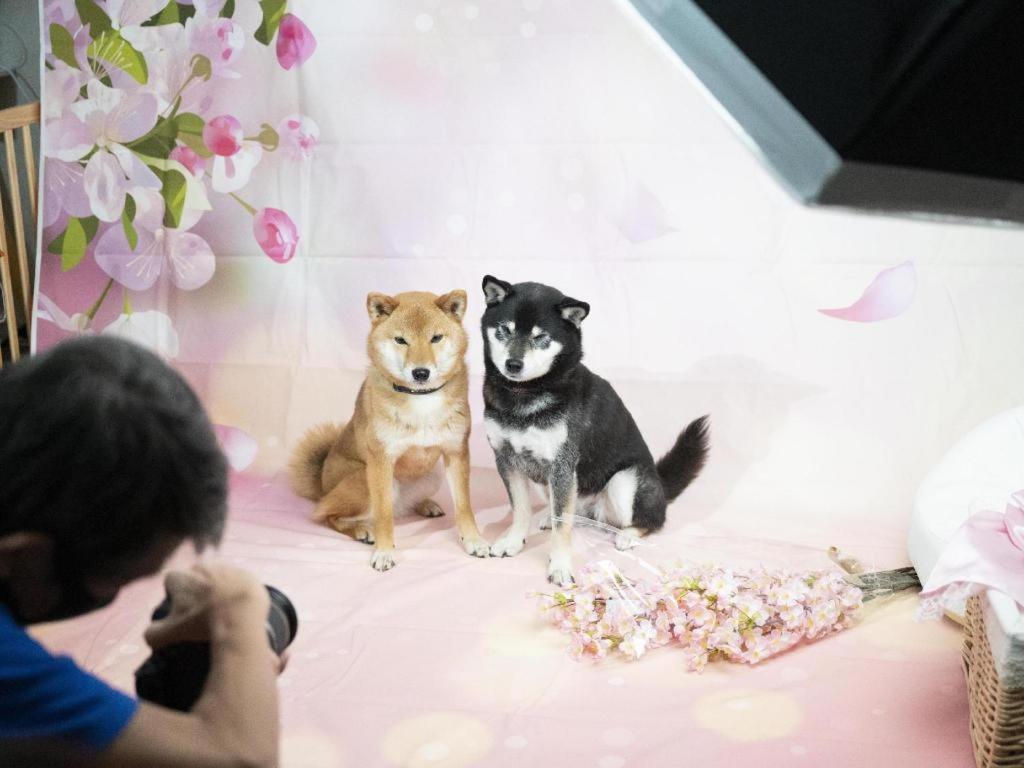 Izumigo Lake Hamanako Dog Paradise Hotel 浜松市 エクステリア 写真