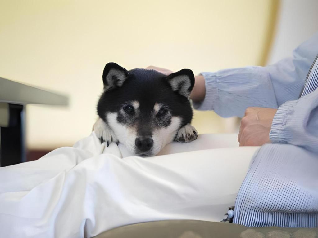 Izumigo Lake Hamanako Dog Paradise Hotel 浜松市 エクステリア 写真